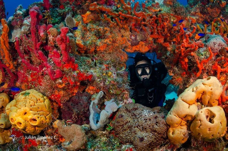 Cardumen en arrecife del Caribe